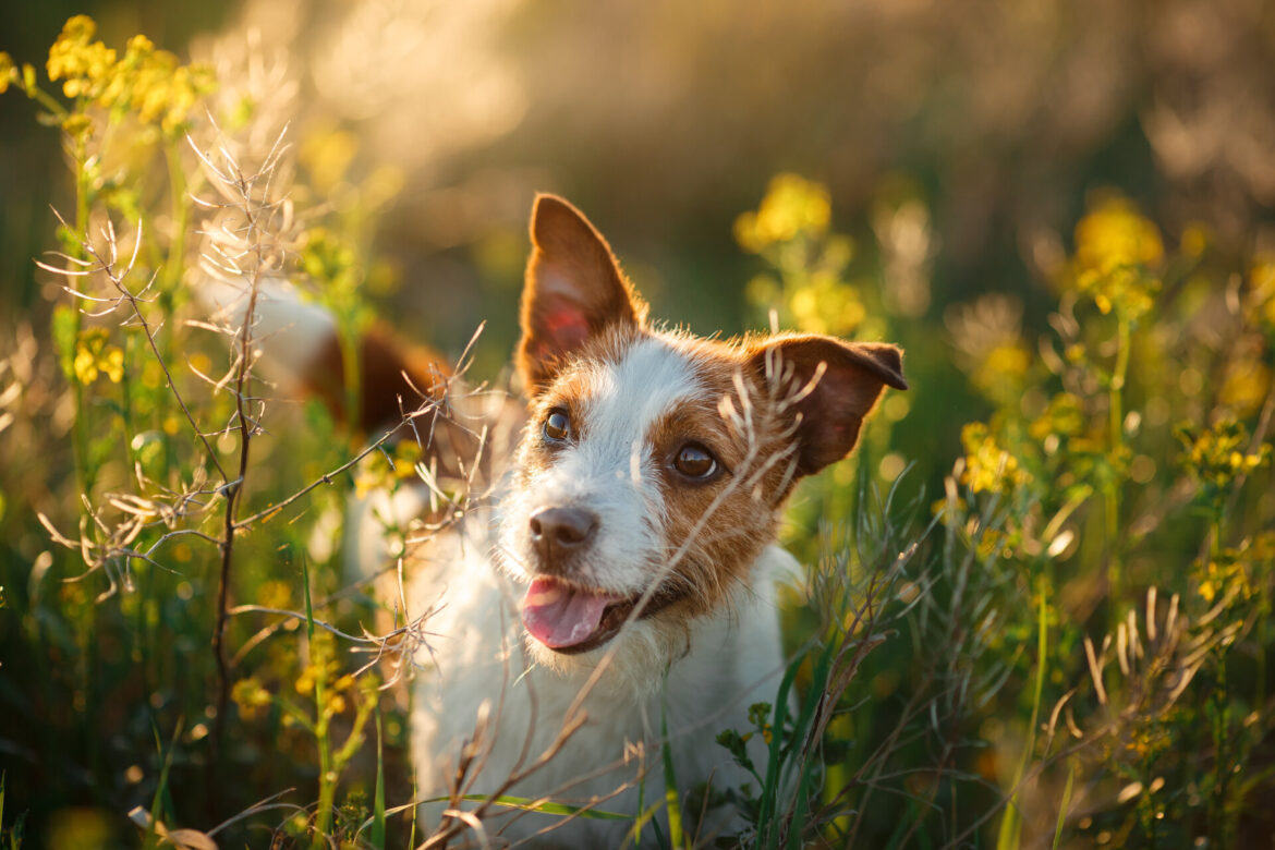 Glückliches Hundeleben: Die wichtigsten Tipps für Hundebesitzer