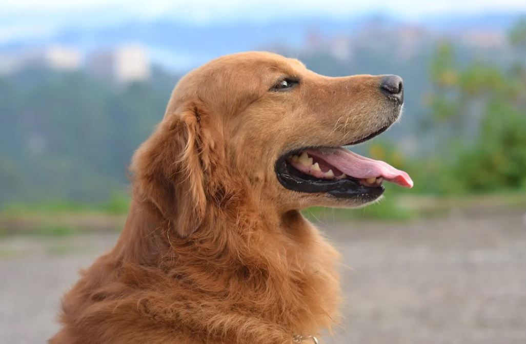 Foto eines glücklichen Hundes